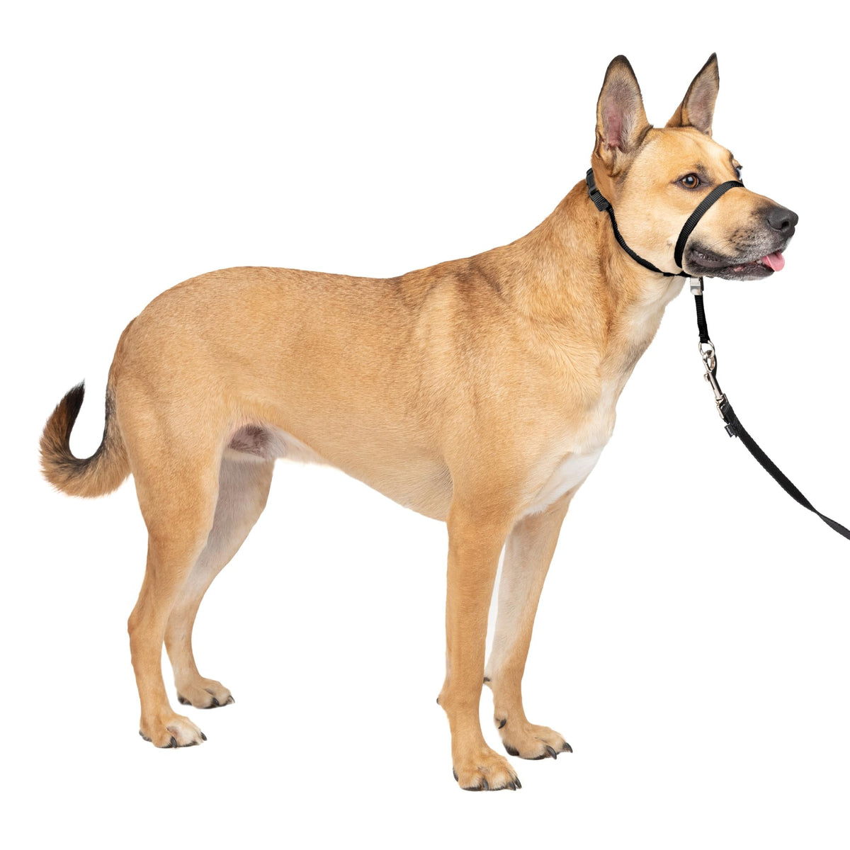 Black Medium No Pull Dog Headcollar R930