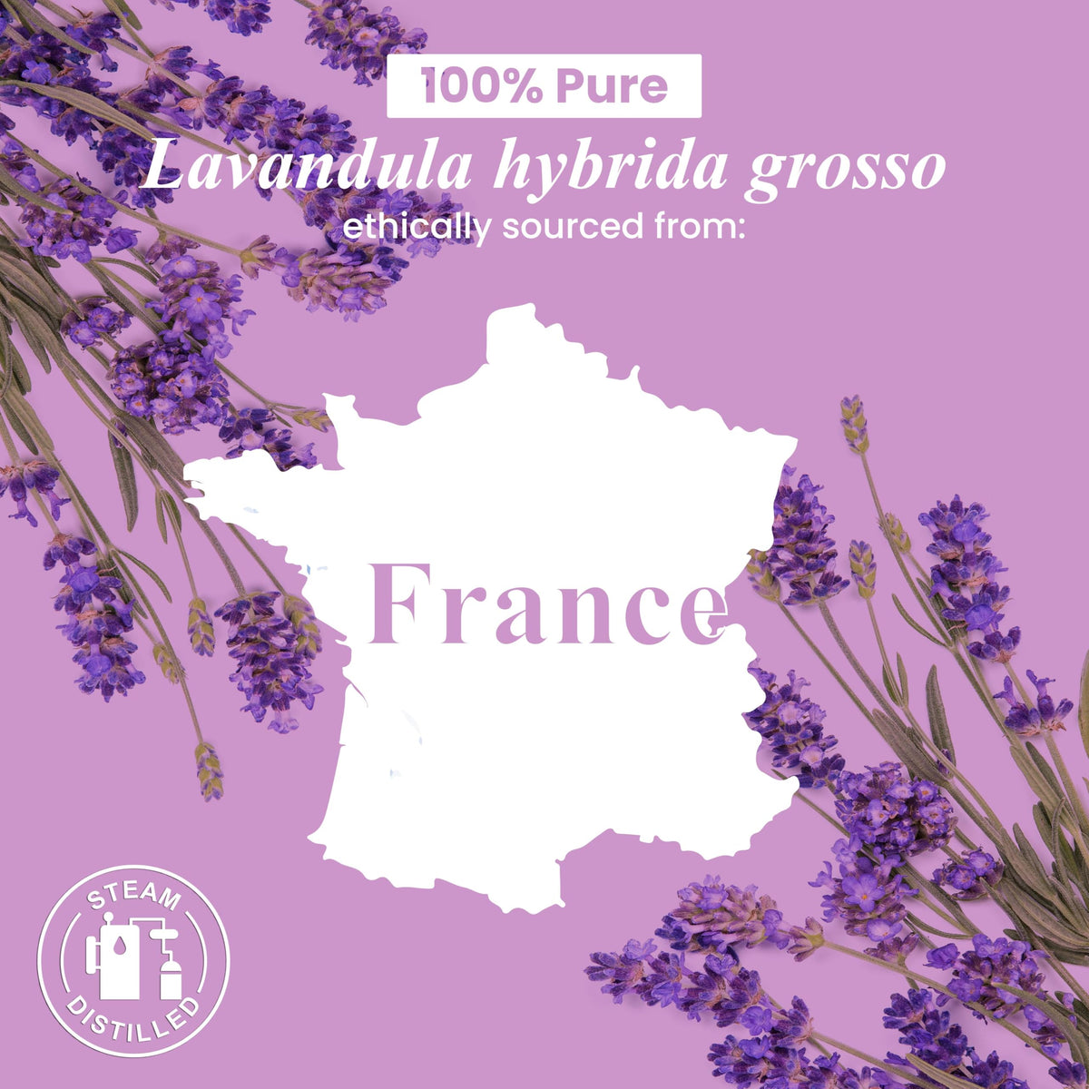 Lavender and Citronella Essential Oils 2 x 4 Fl Oz Z595413